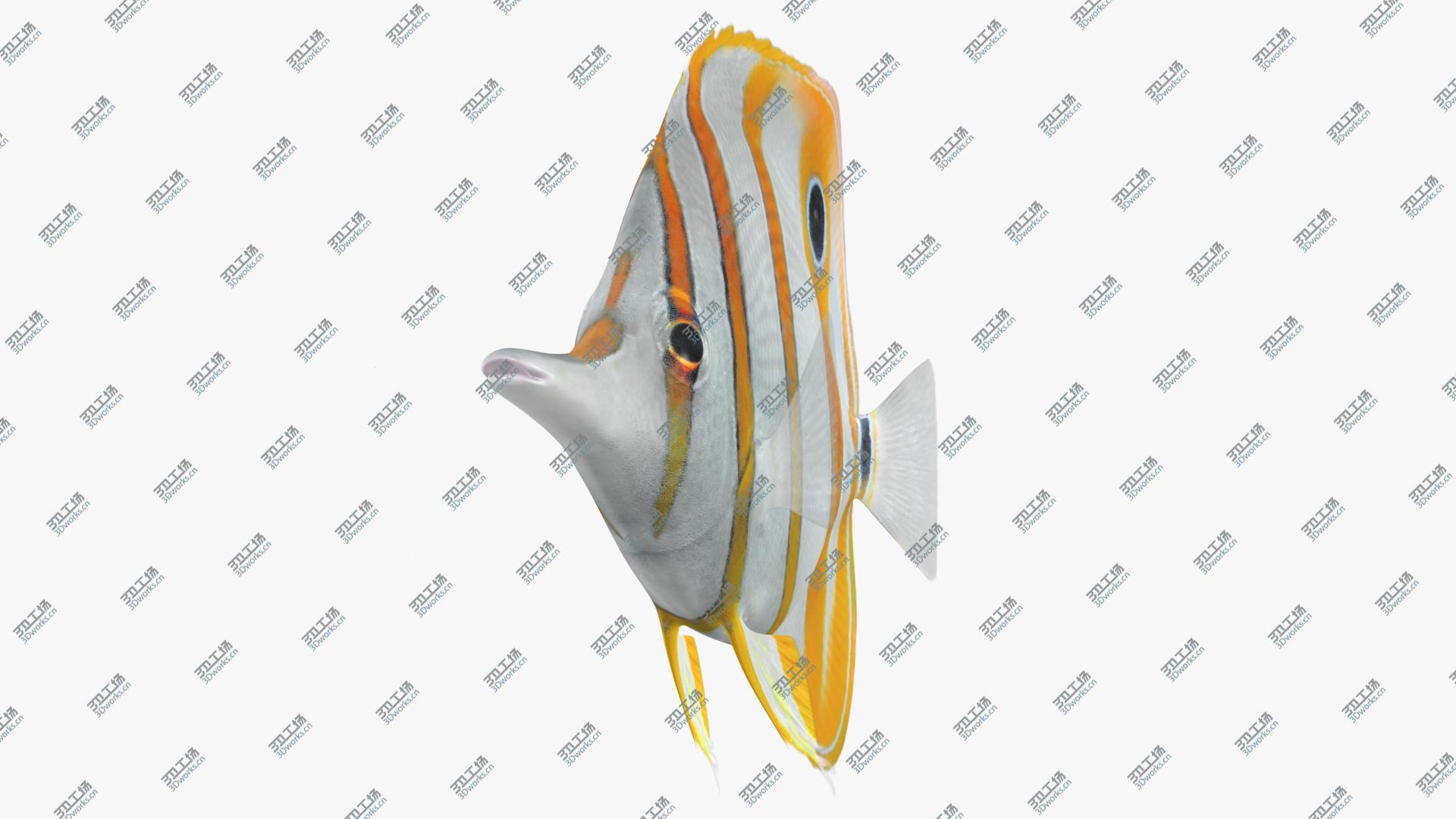 images/goods_img/202105074/3D Copperband Butterflyfish Animated/3.jpg